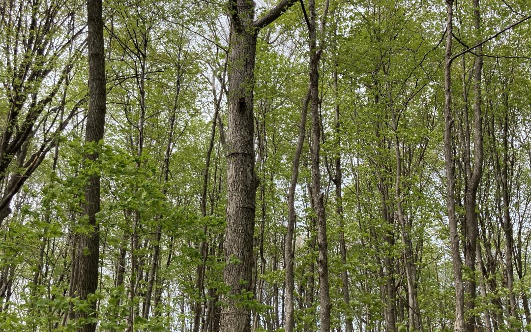 PROJET NORTHVOLT – LE CEM-E DEMANDE DES AUDIENCES DU BAPE AVANT LE COMMENCEMENT DES TRAVAUX   